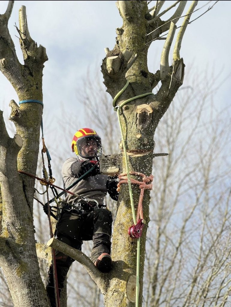 Demontage d'abre à Ploufragan