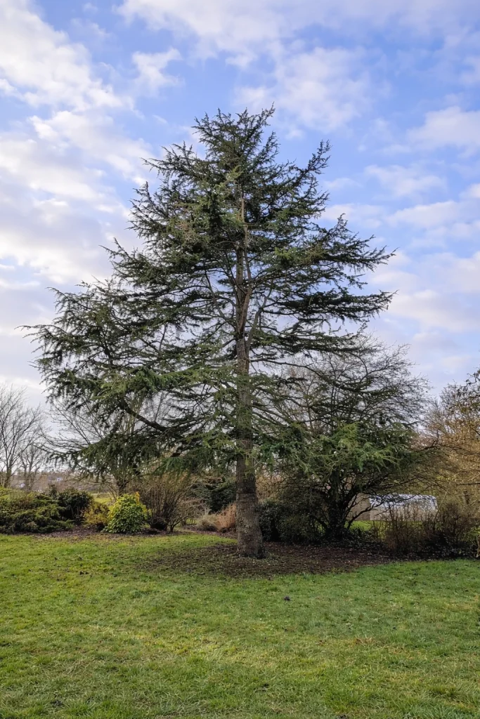 Elagage d'un cède de l'Himalaya